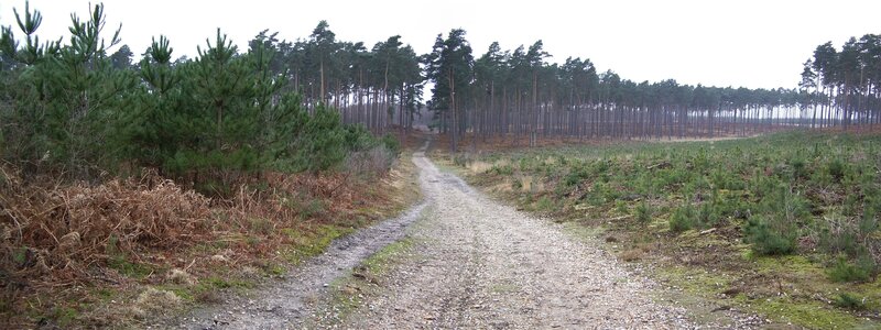 Gravel path through a forest