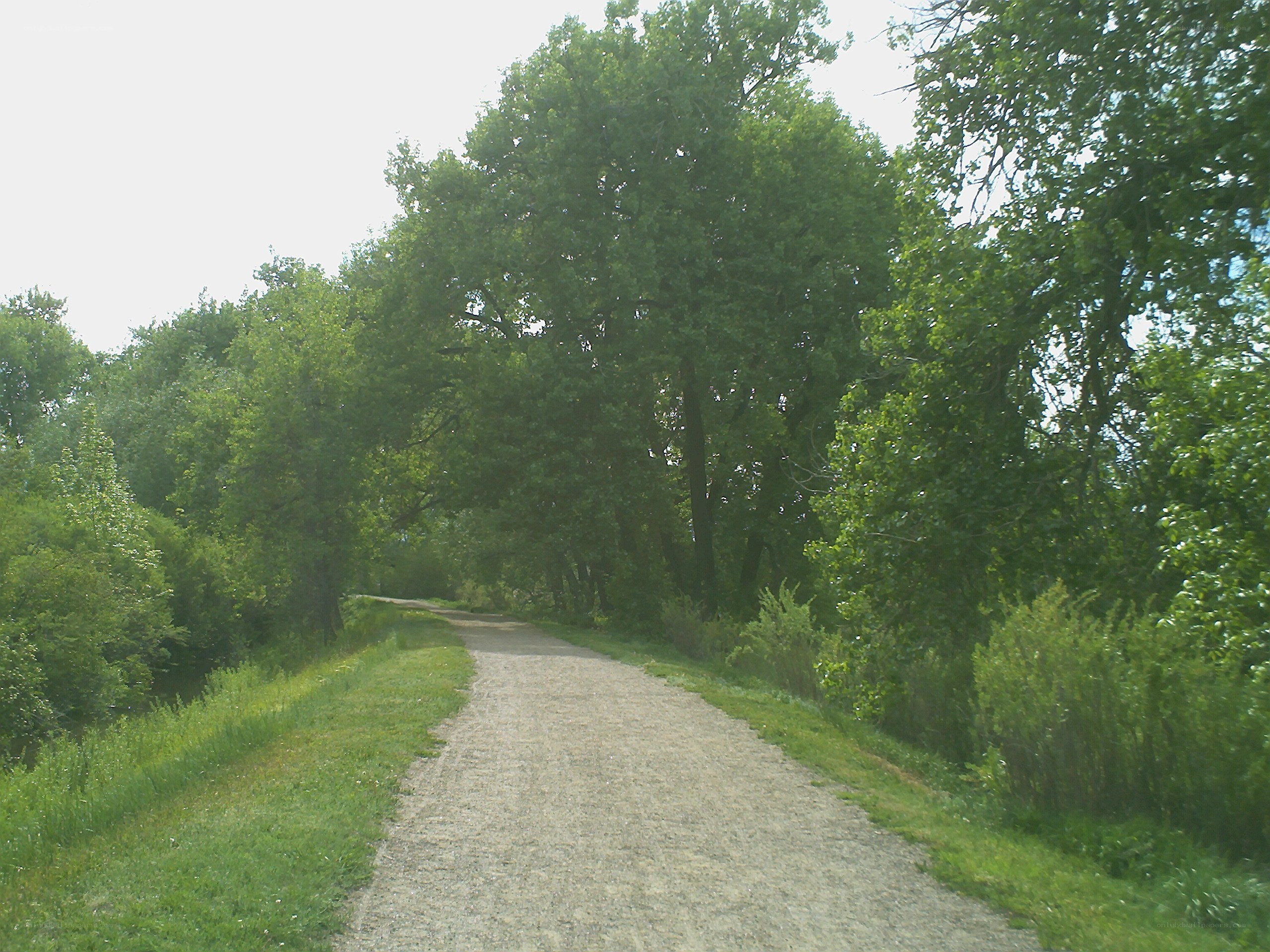 Gravel path through forest
