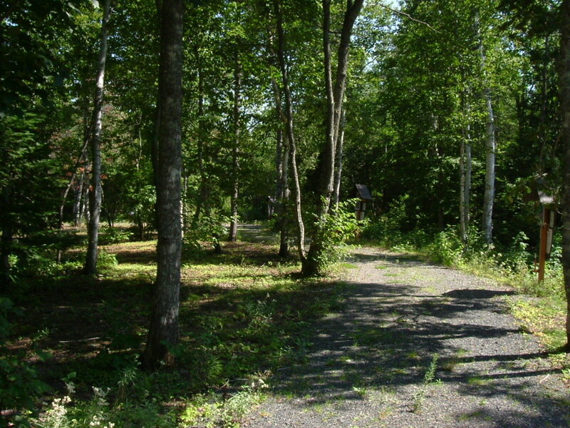 Gravel path through forest