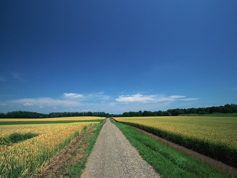 Gravel path through golden fields