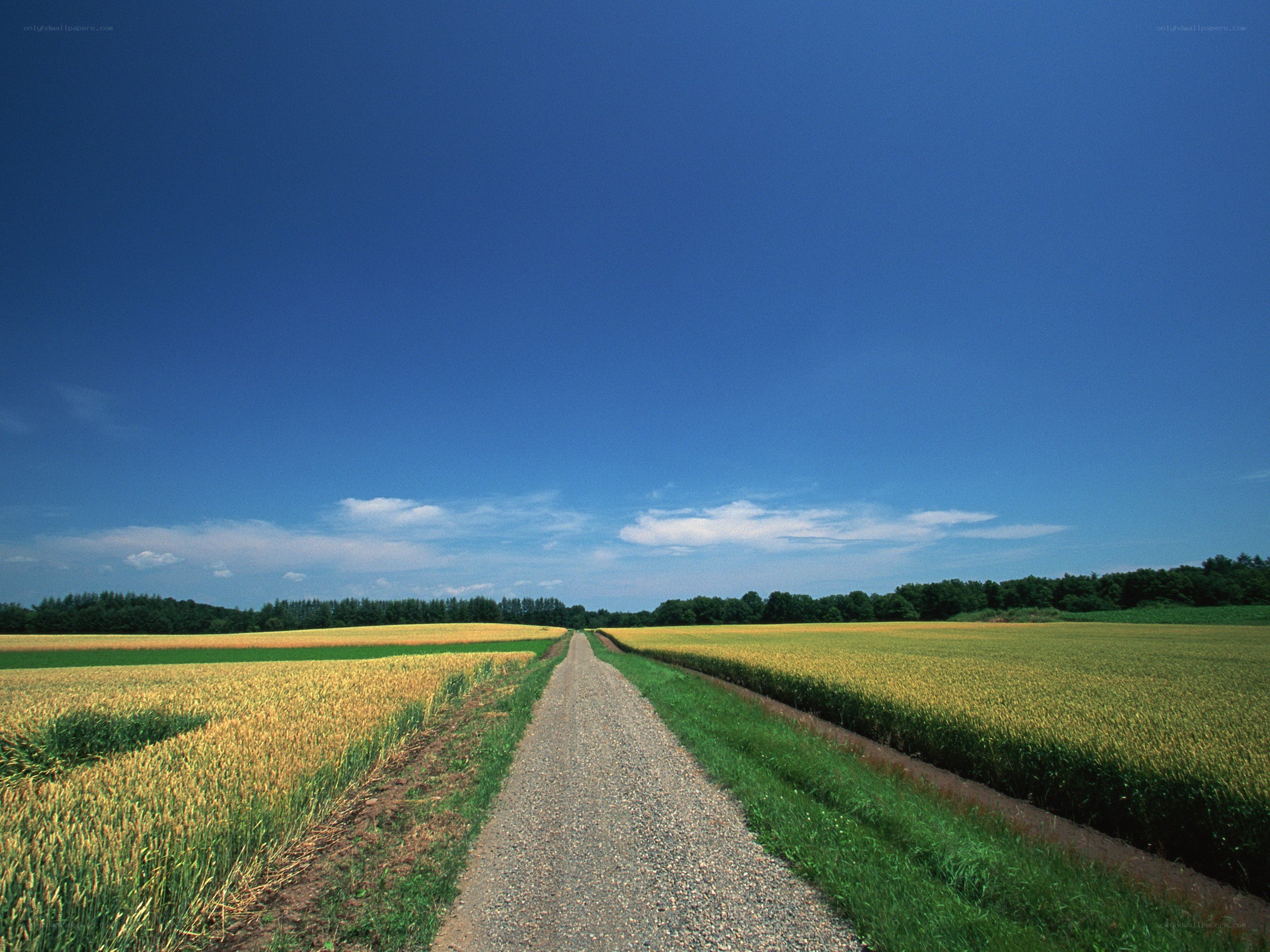 Gravel path through golden fields