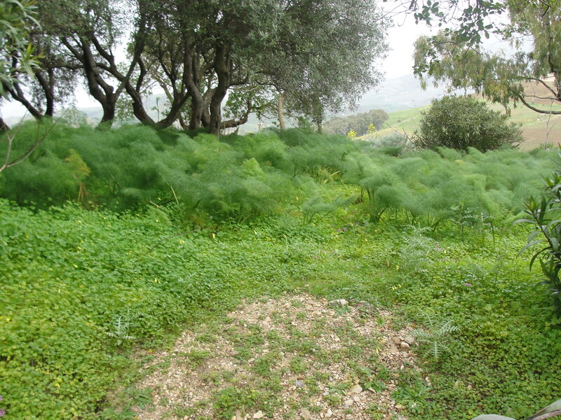 Gravel path through green foliage