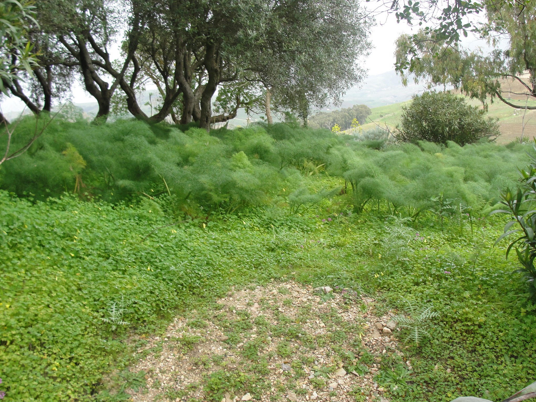 Gravel path through green foliage