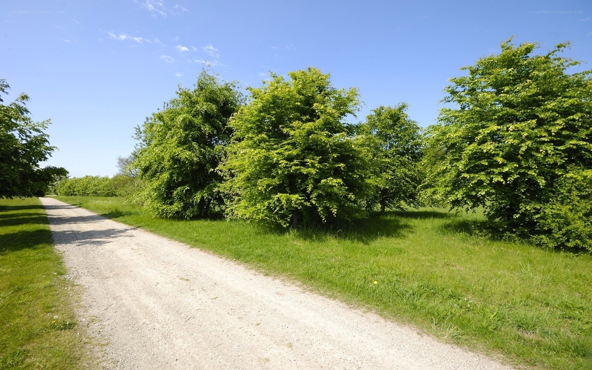 Gravel path through green trees