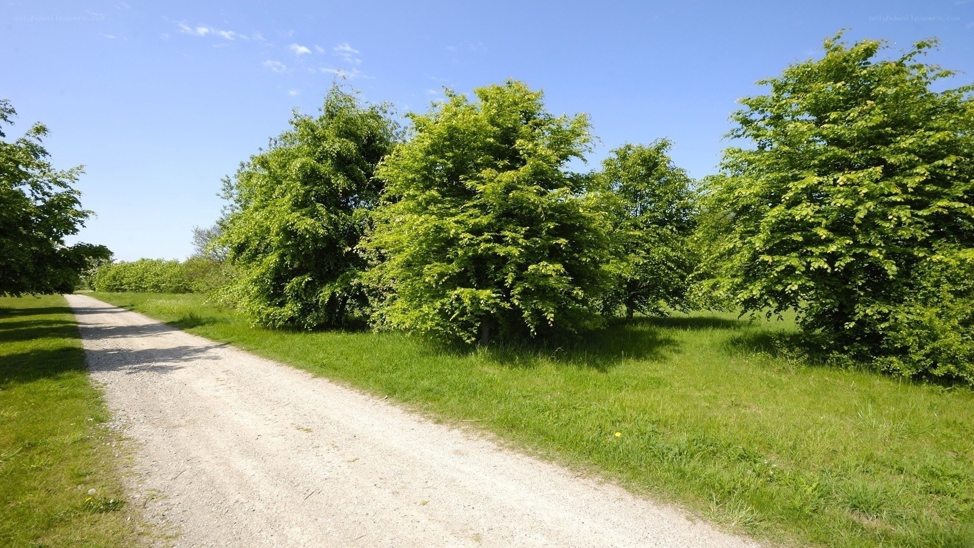 Gravel path through green trees