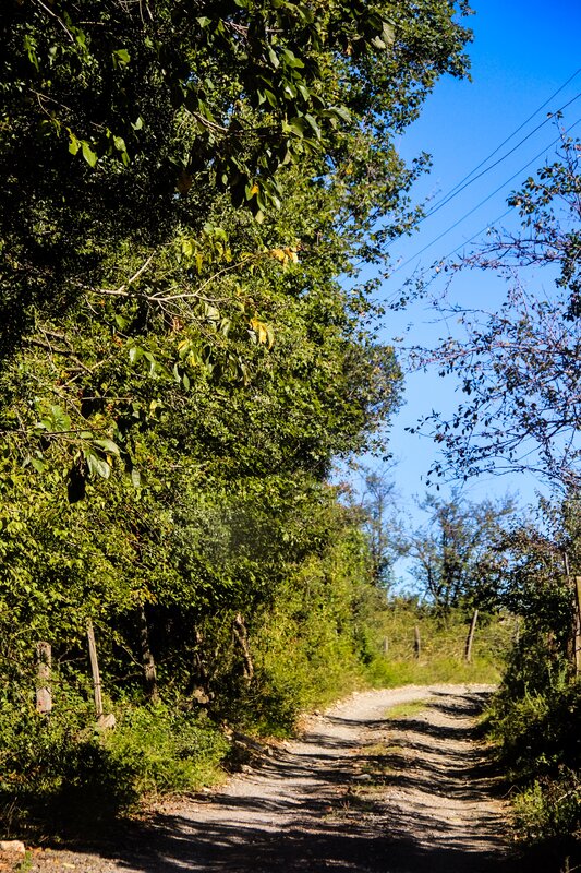 Gravel path through green trees