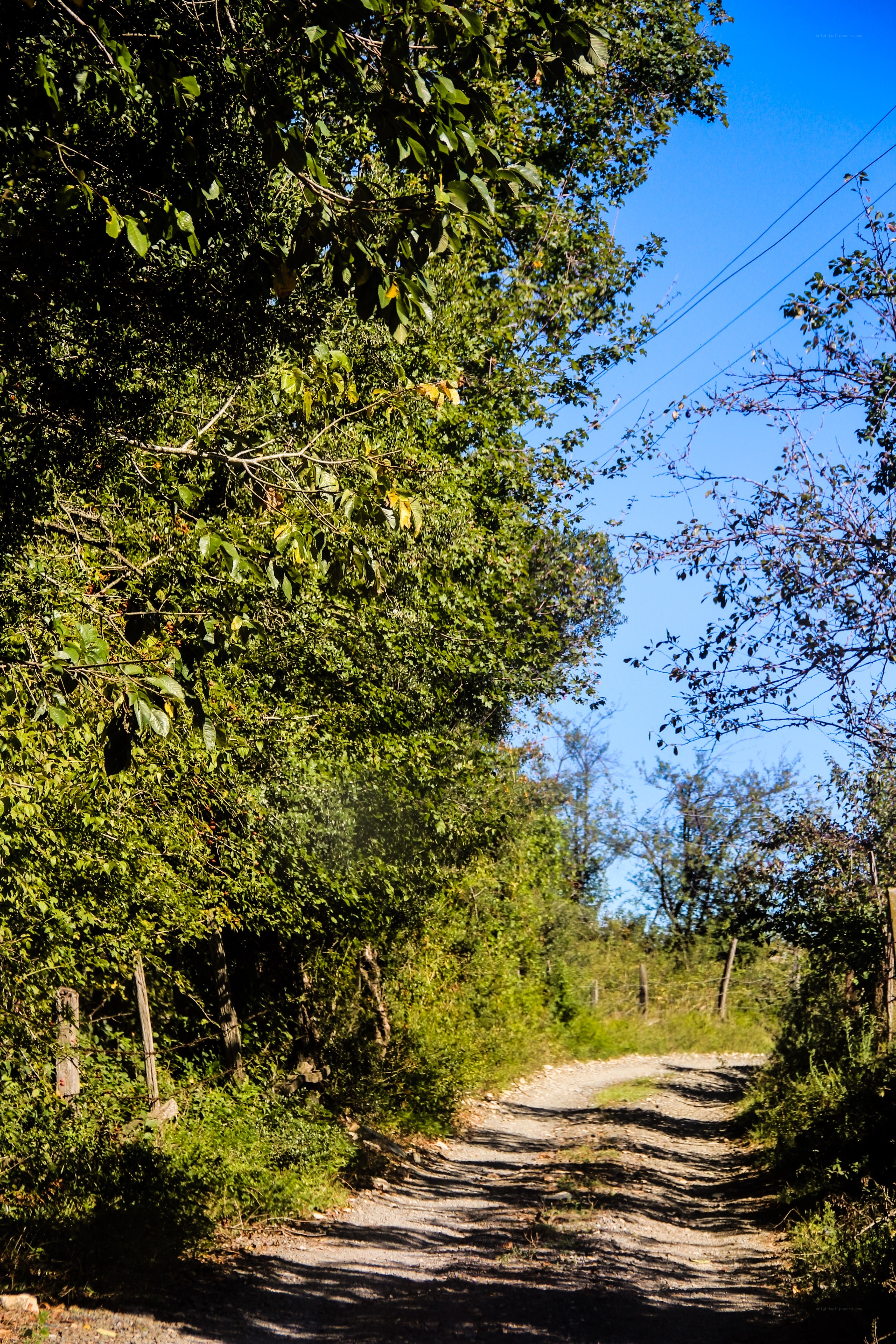 Gravel path through green trees