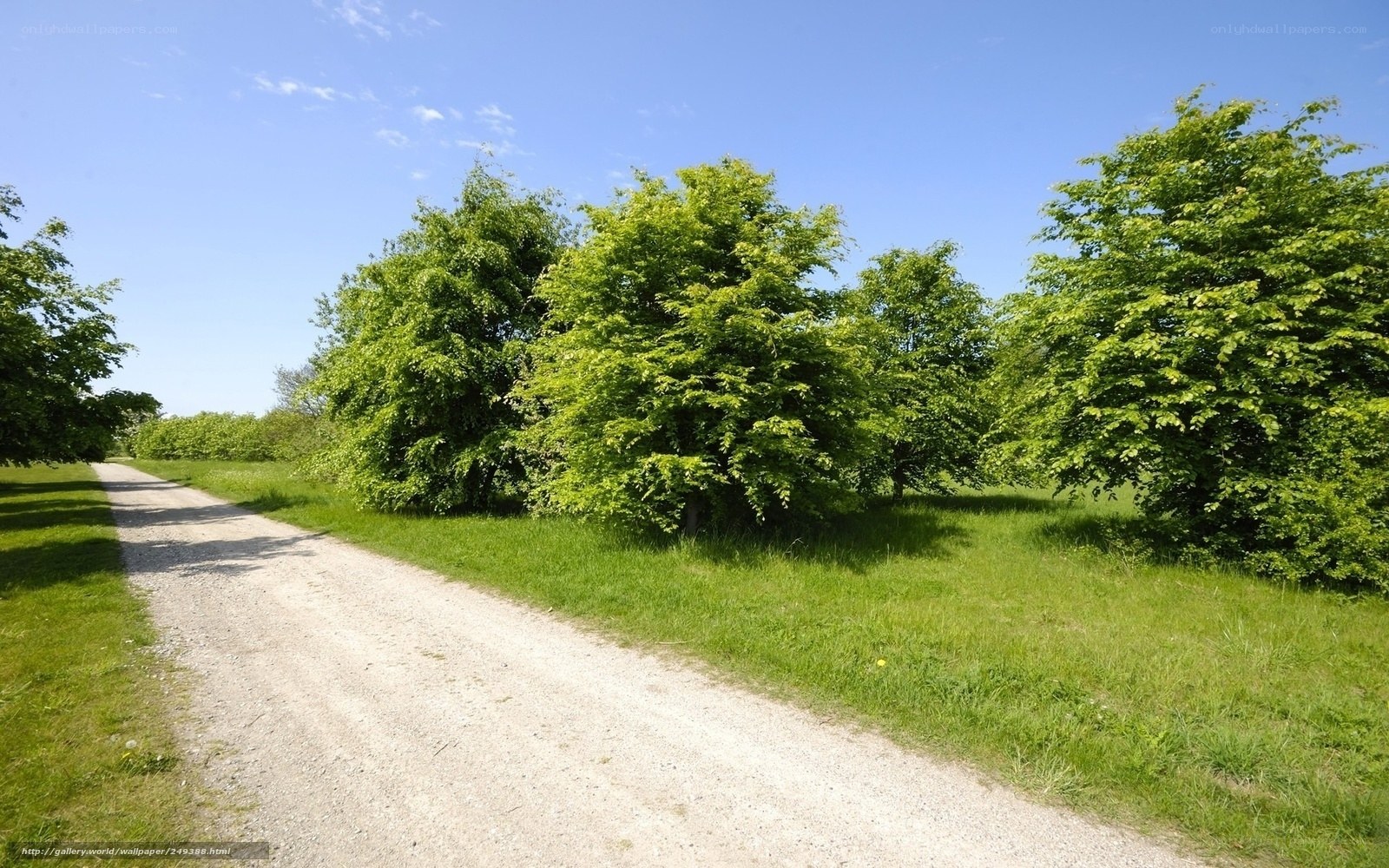 Gravel path through green trees