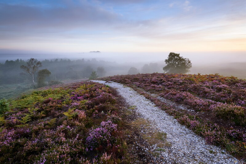 Gravel Path Through Heather