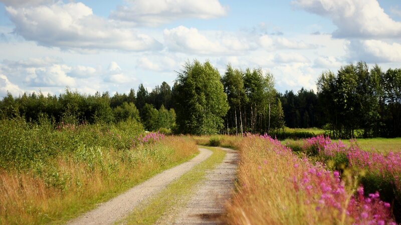 Gravel Path Through Meadow