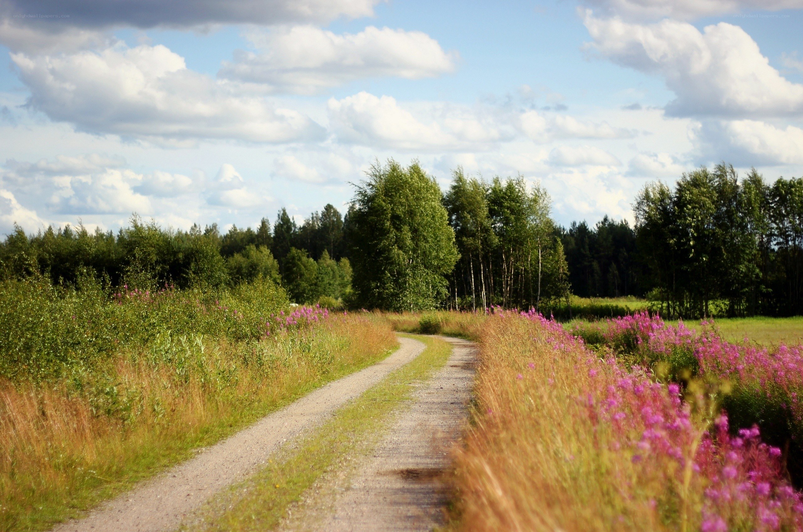 Gravel path through wildflowers