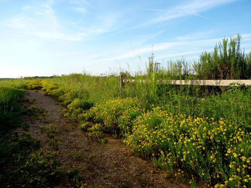 Gravel path through wildflowers