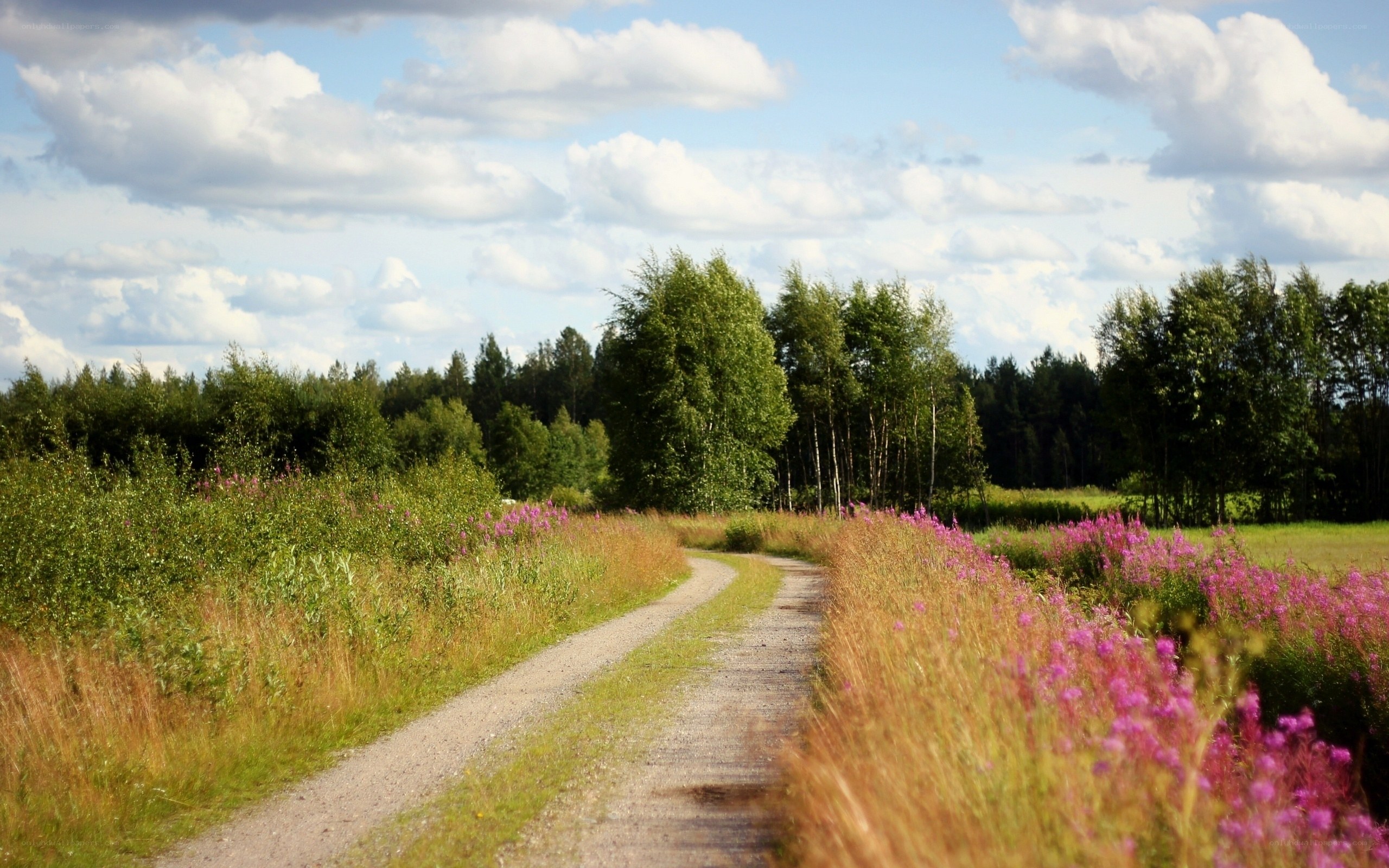 Gravel path through wildflowers
