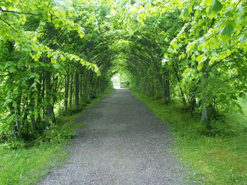 Gravel Path under Canopy