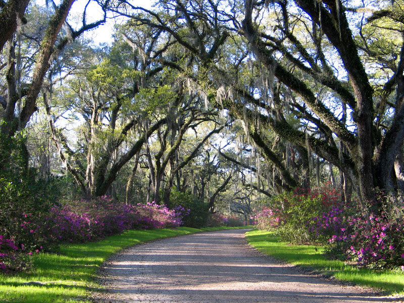 Gravel Path under Trees
