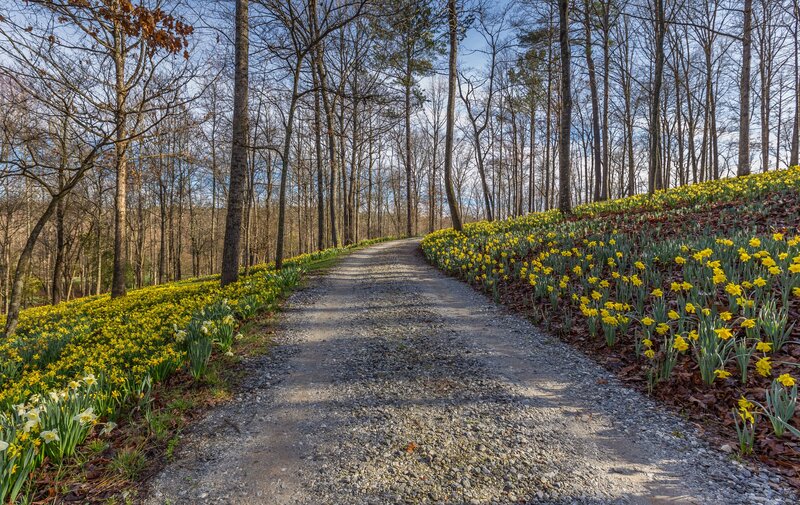 Gravel Path with Daffodils