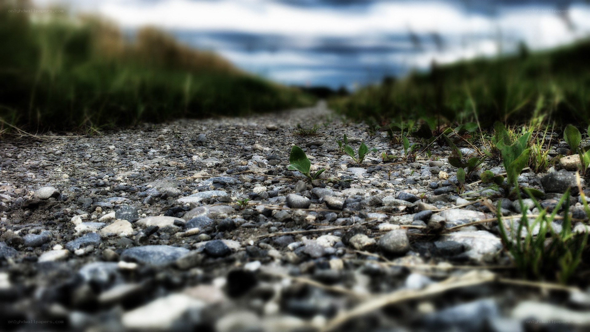Gravel path with green sprouts