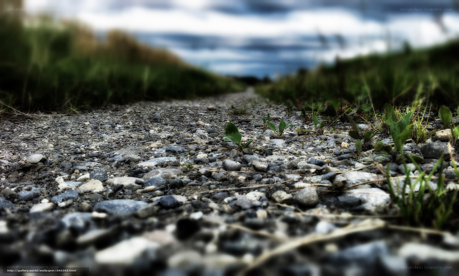 Gravel path with green sprouts