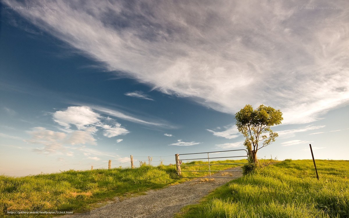 Gravel path with lone tree