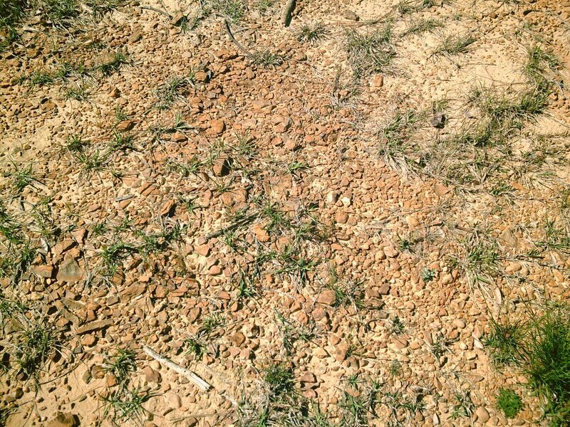 gravel path with sparse grass