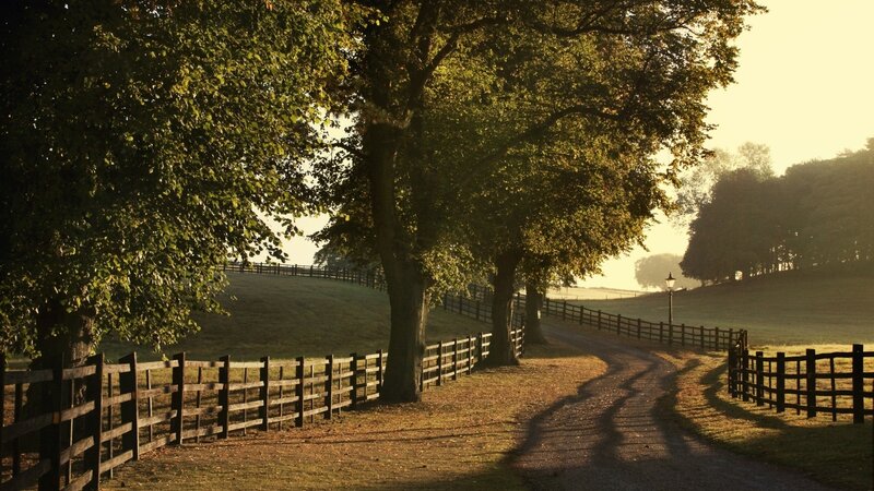 Gravel Path with Trees — Green, Serene