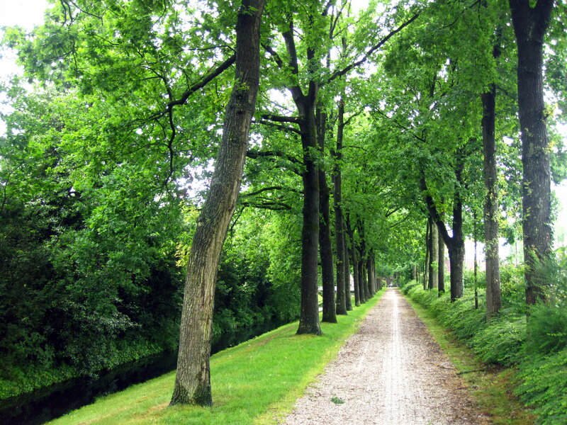 Gravel Path with Trees — Green