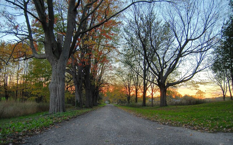 Gravel Path with Trees