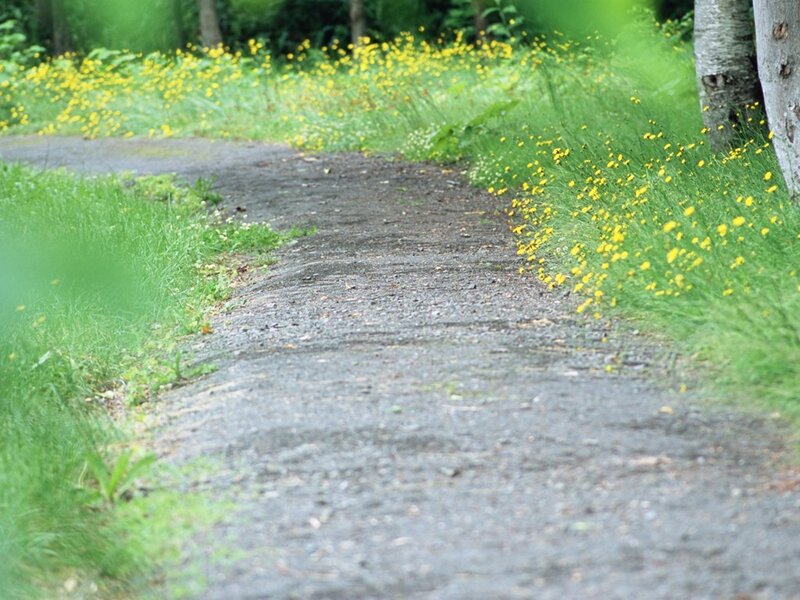gravel path with yellow flowers