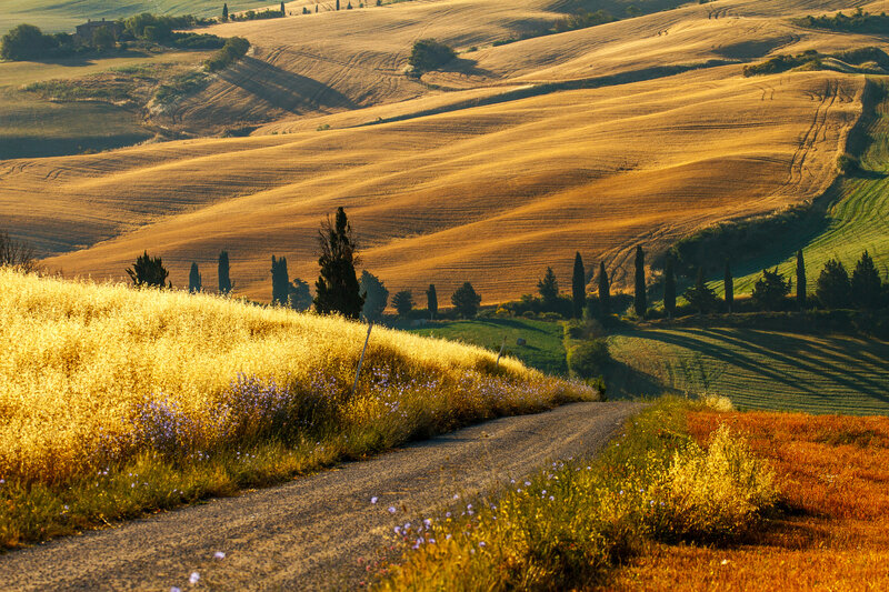 Gravel Road in Fields