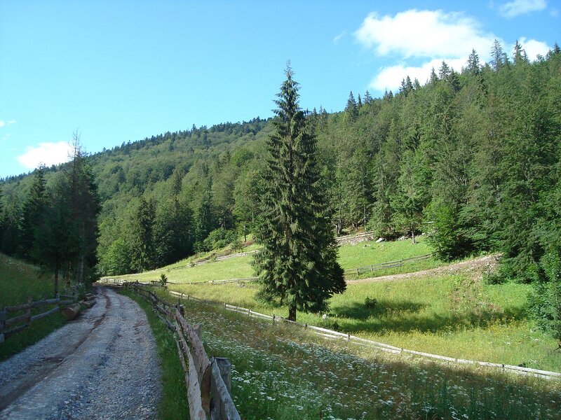 Gravel Road in Forest — Green, Serene, Afternoon, Photograph