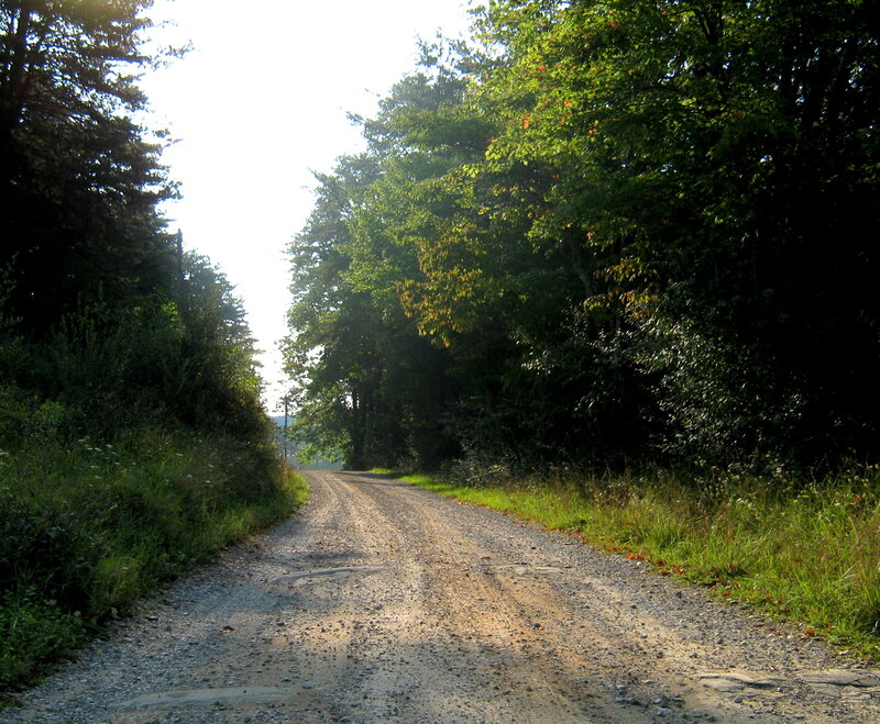 Gravel Road in Forest — Green, Serene, Morning