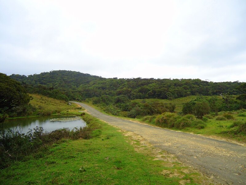 Gravel Road in Forest — Green, Serene, Photograph