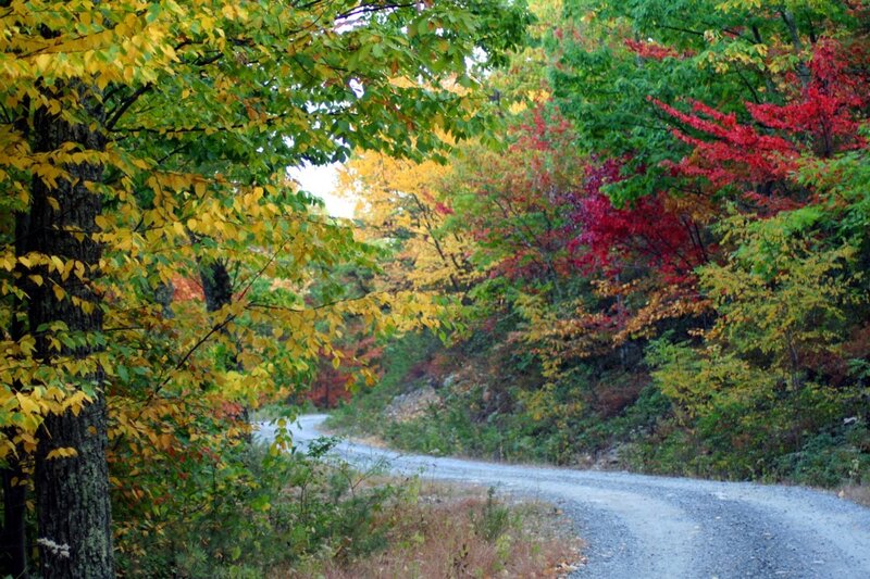 Gravel Road in Forest — Green, Serene