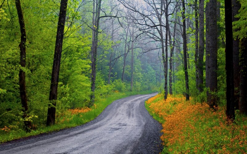 Gravel Road in Forest — Green
