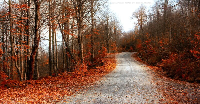 Gravel Road in Forest — Orange, Serene