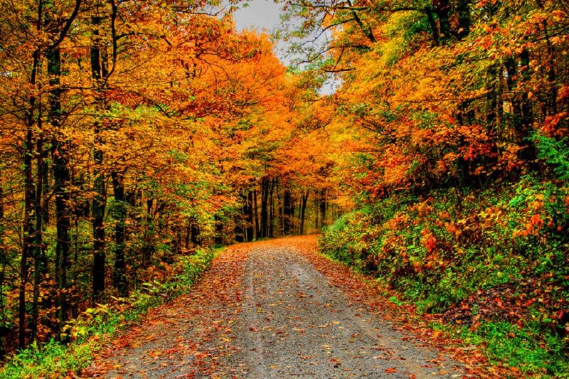 Gravel Road in Forest — Orange