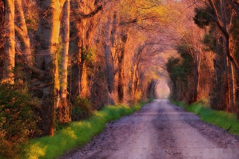 Gravel Road in Forest