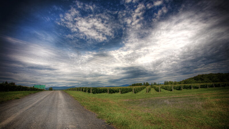 Gravel Road in Vineyard — Blue