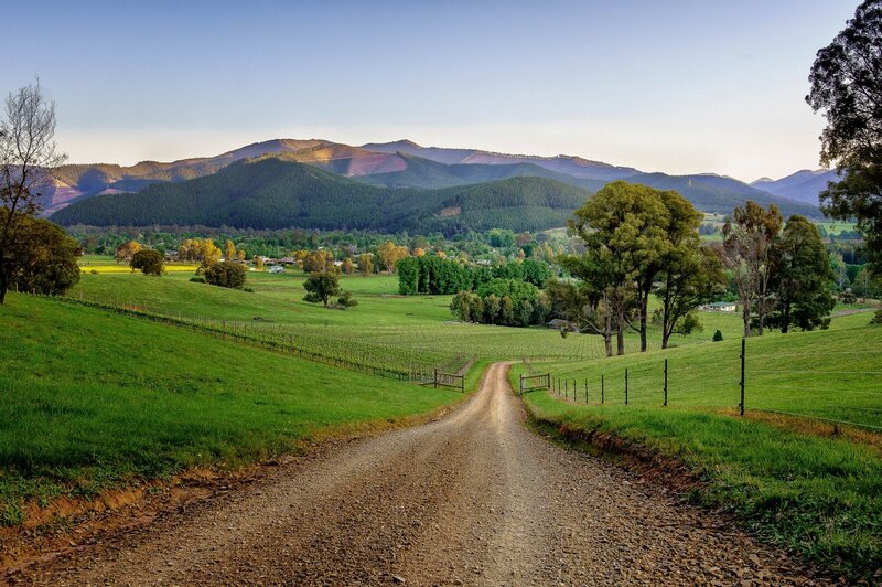 Gravel Road in Vineyard — Green, Serene