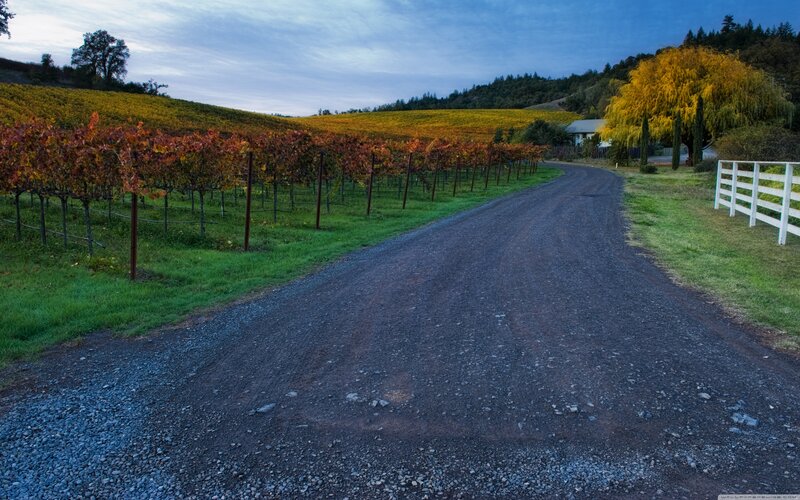 Gravel Road in Vineyard — Green