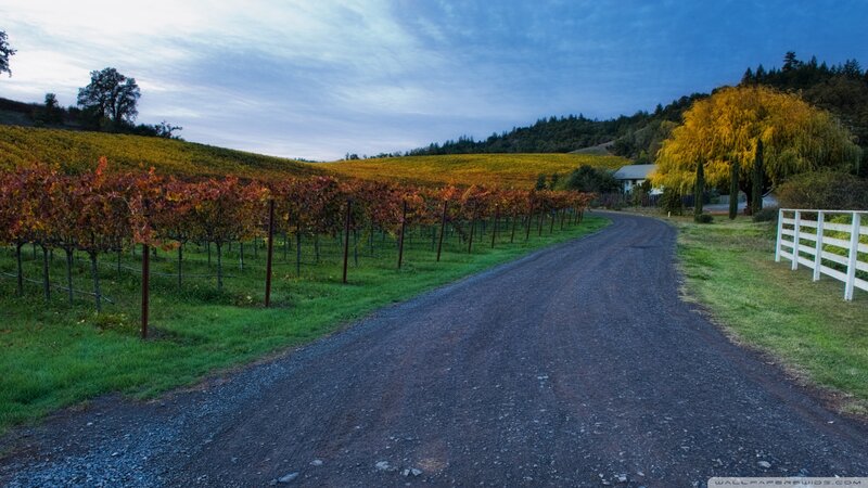 Gravel Road in Vineyard