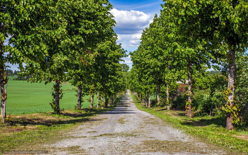 Gravel Road Lined with Trees — Green