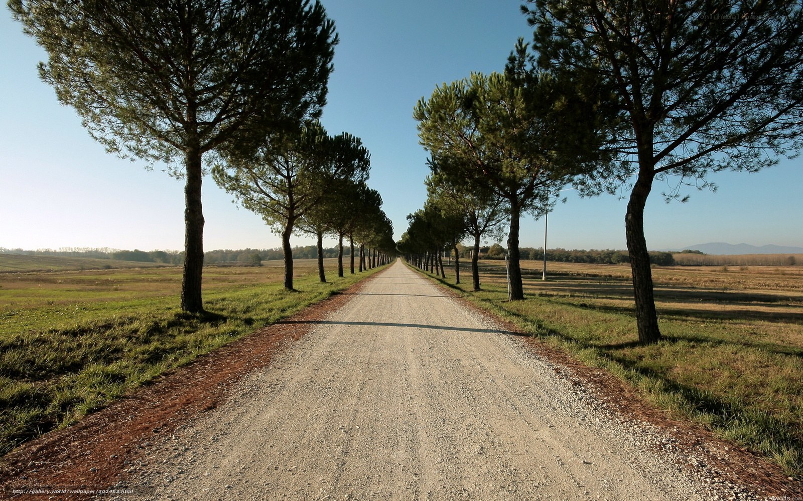 Gravel road lined with trees