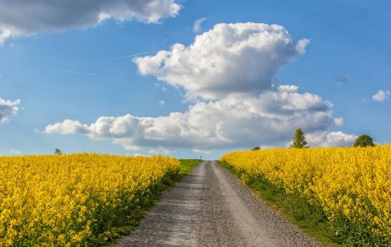 Gravel Road Through Canola Field