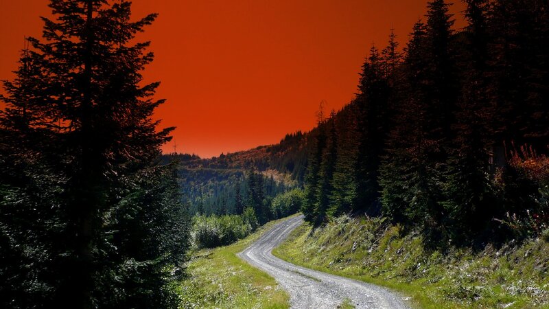 gravel road through forest at sunset