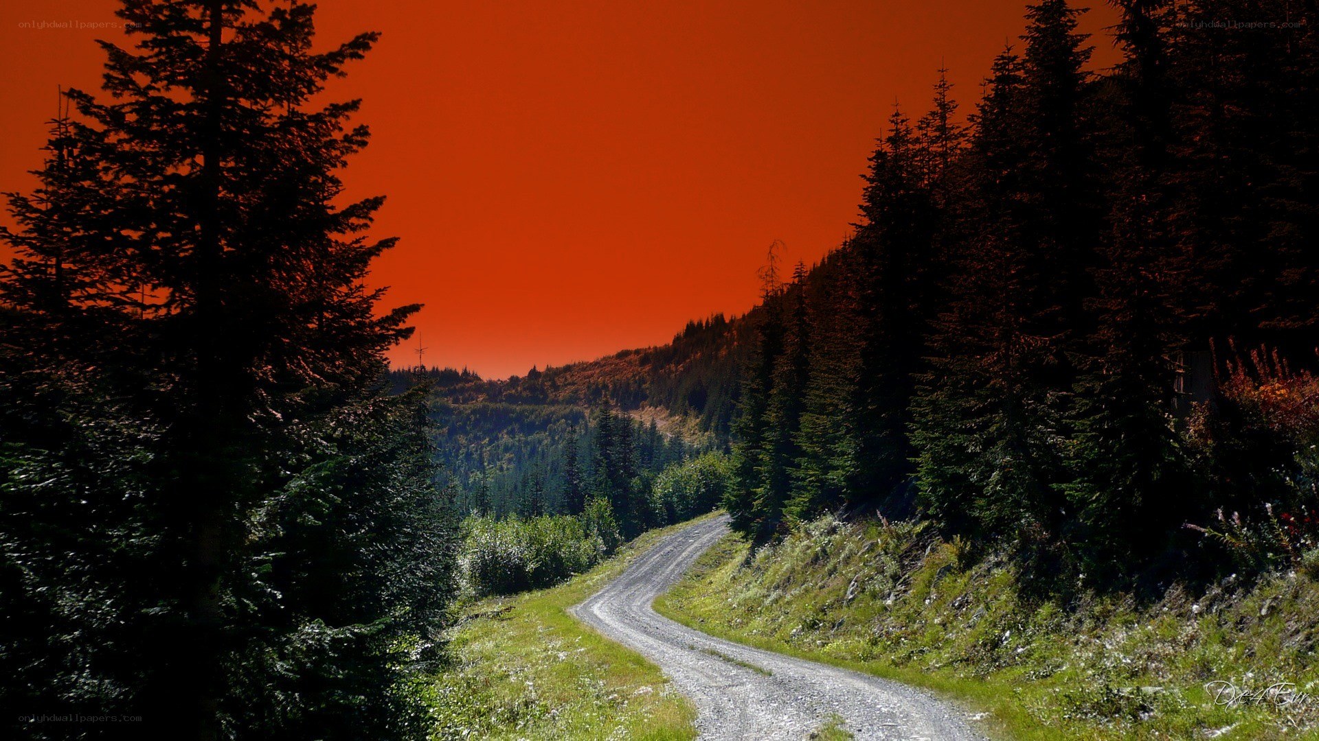 gravel road through forest at sunset