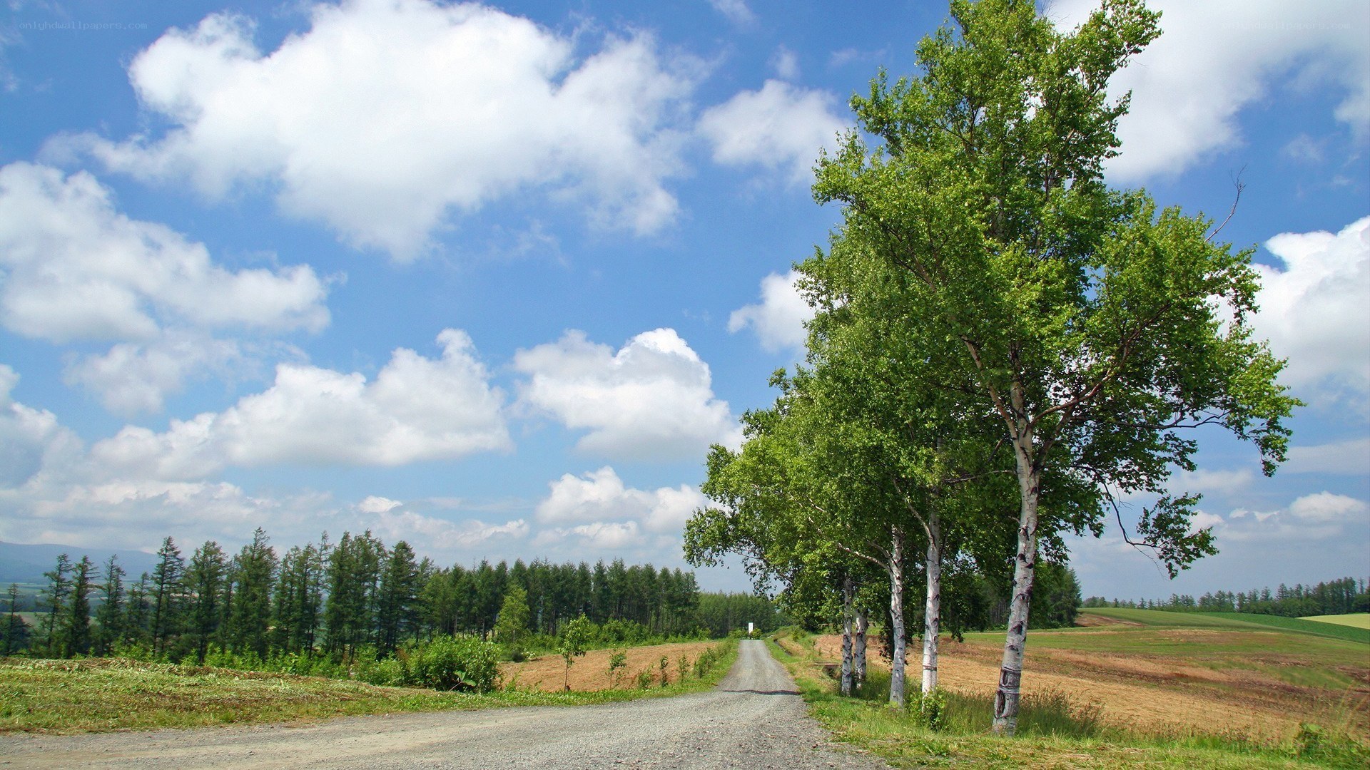 Gravel road through green fields