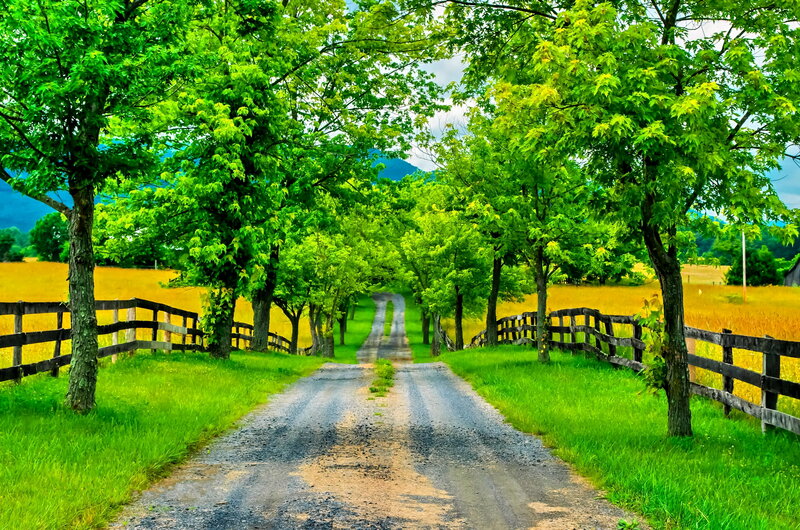 Gravel Road Through Trees — Green