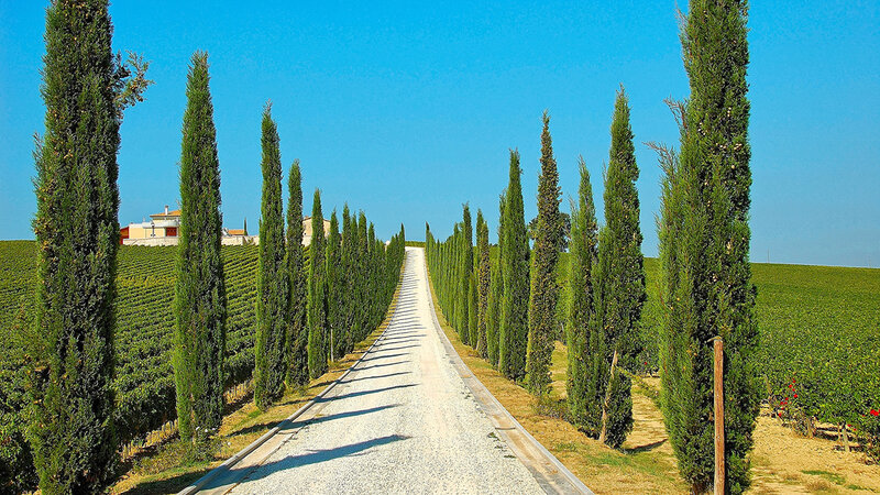 Gravel Road with Cypress Trees
