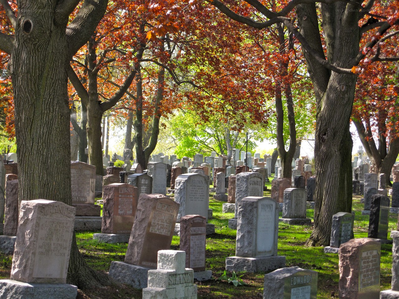 Gravestones in a leafy cemetery